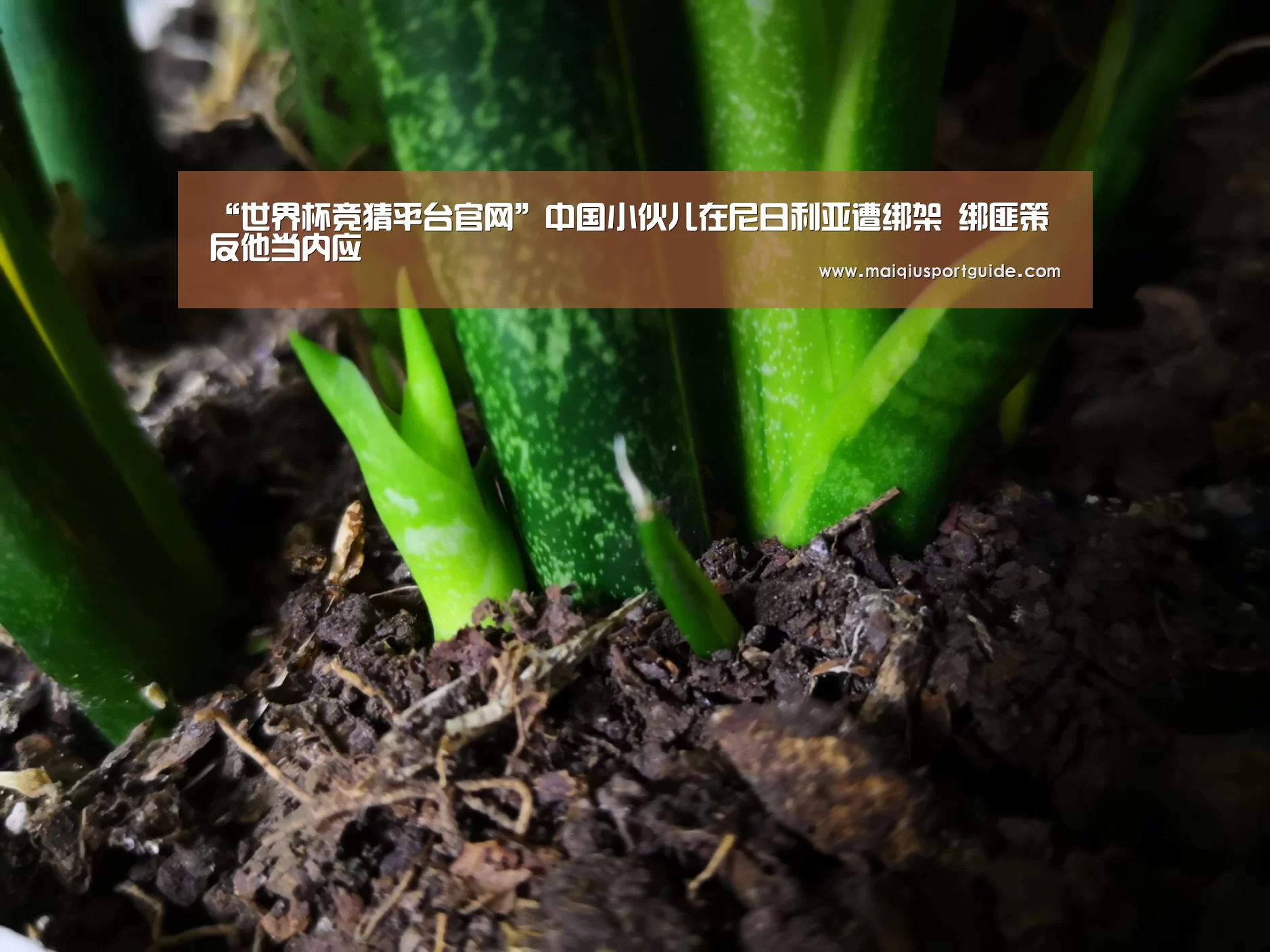 世界杯下注入口